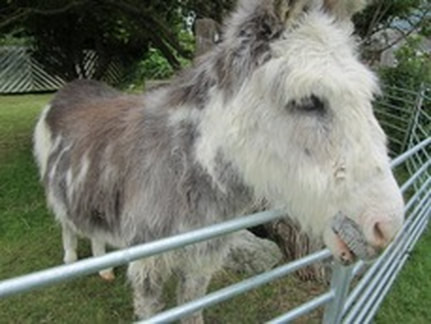 Donkey at Isle of Wight Donkey Sanctuary
